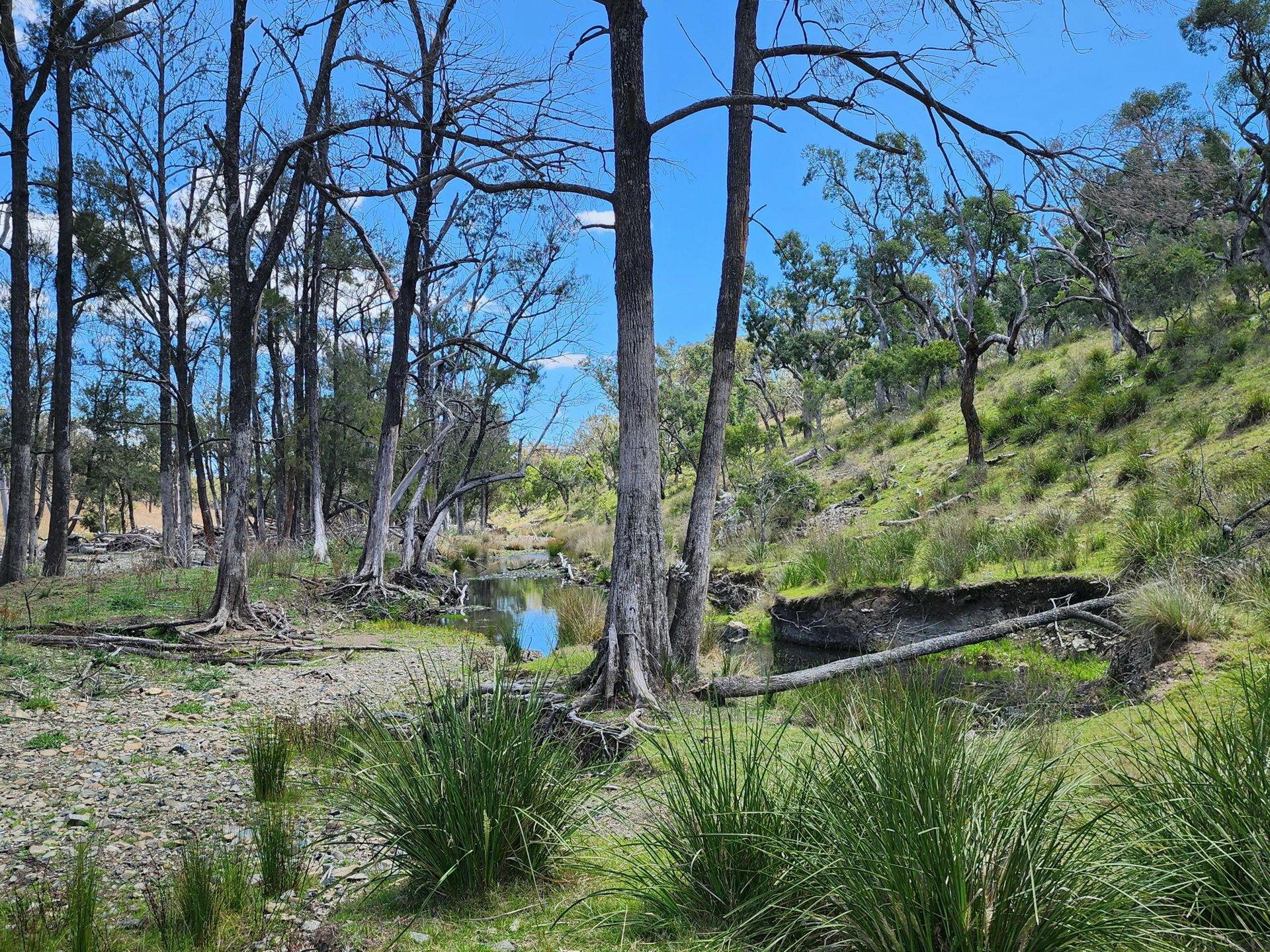Lot 2 Stanthorpe Texas Road, Stanthorpe