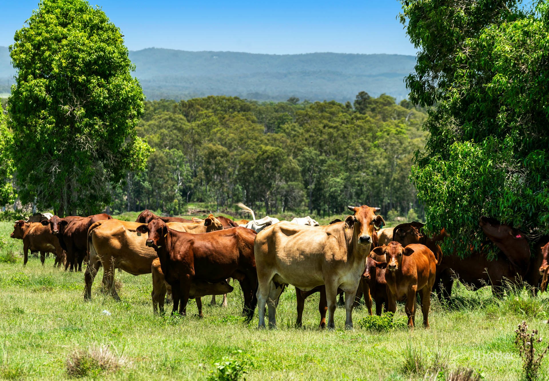 456 Rocky Gully Road Coominya QLD MixedFarming for Sale LJ Hooker