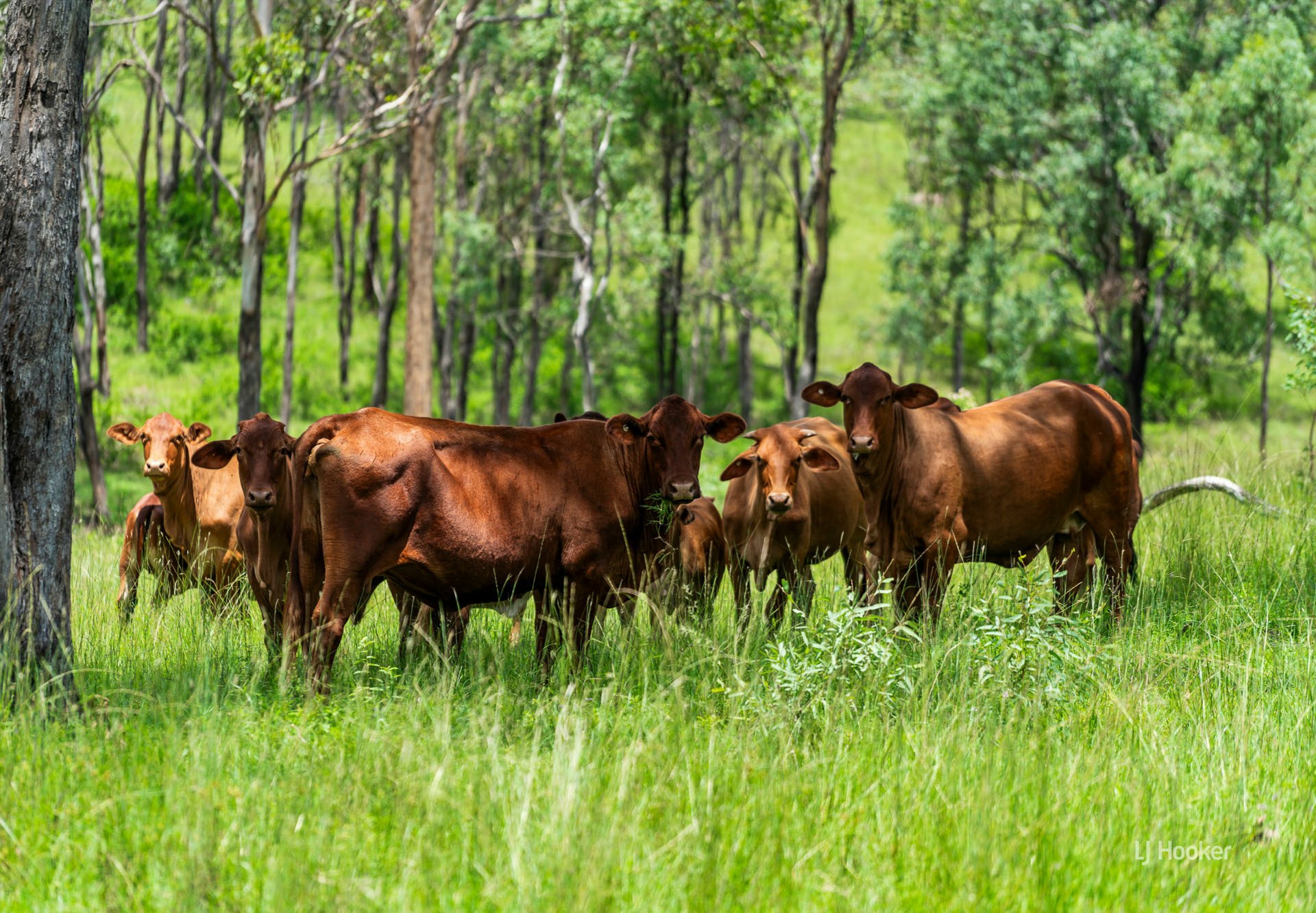 1324 Esk Crows Nest Road Biarra QLD AcreageSemirural for Sale LJ