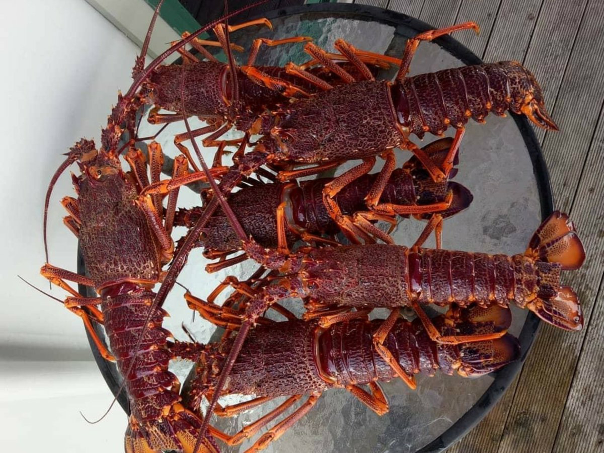 11 Casuarina Lane Ansons Bay TAS House for Sale LJ Hooker