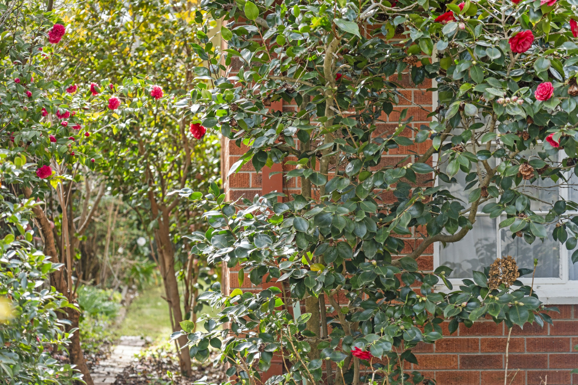 37 Jemalong Street, DUFFY