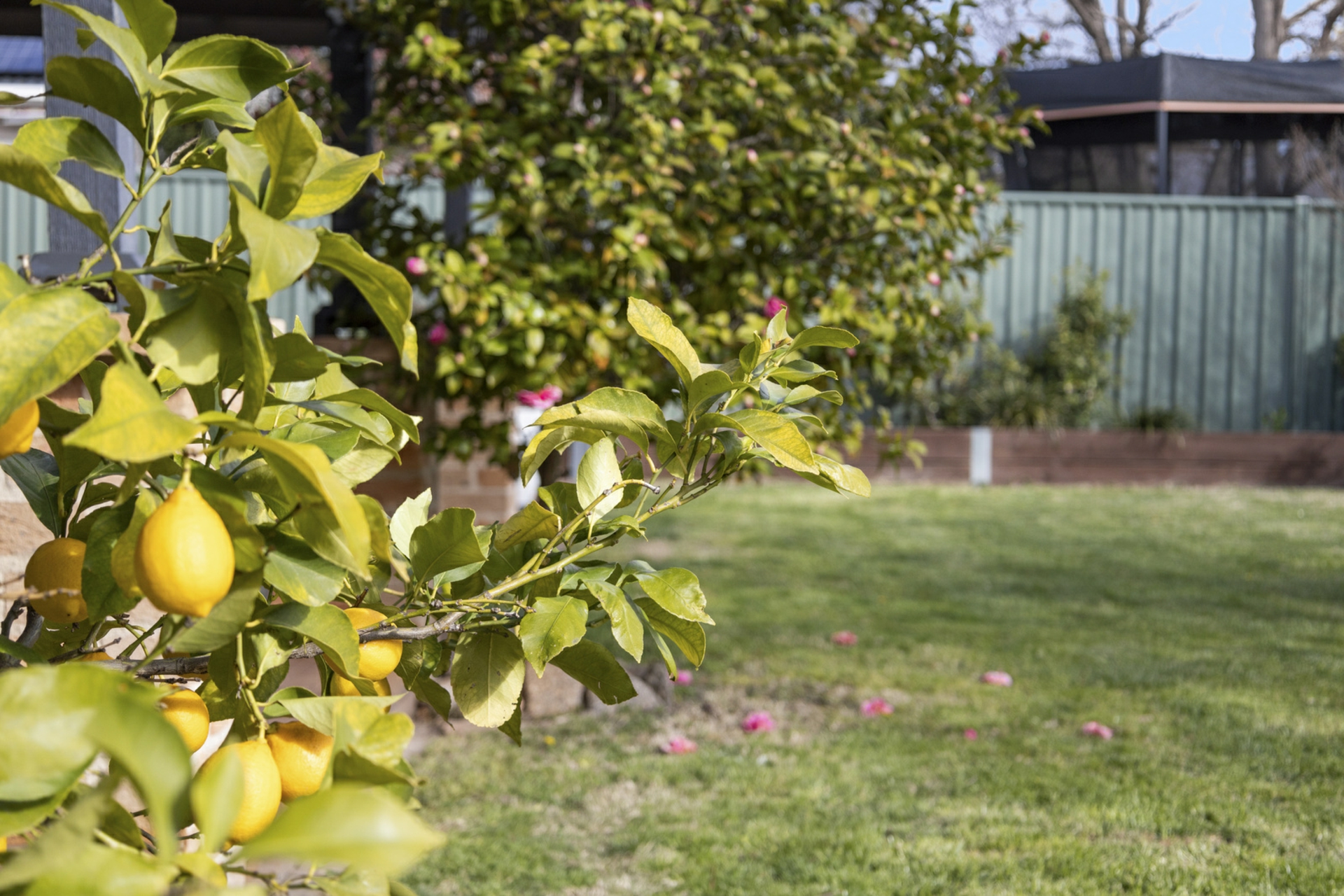 135 Clive Steele Avenue, MONASH