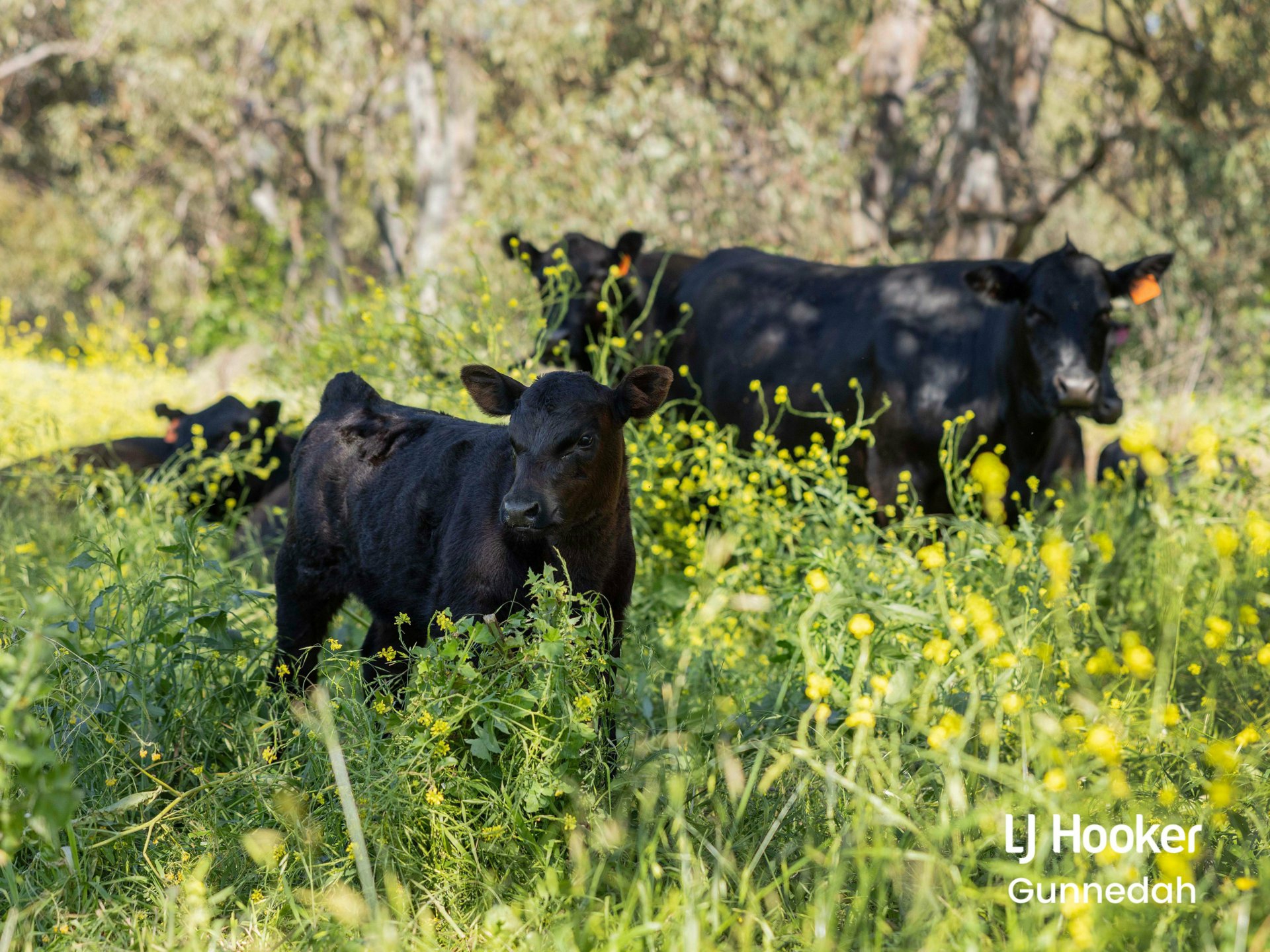 198 Kelvin Road, GUNNEDAH