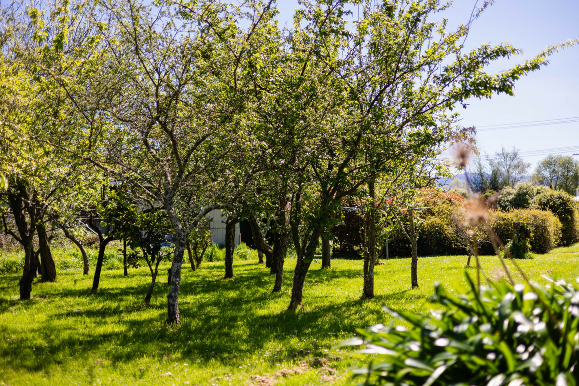 93A Harley Street, MASTERTON