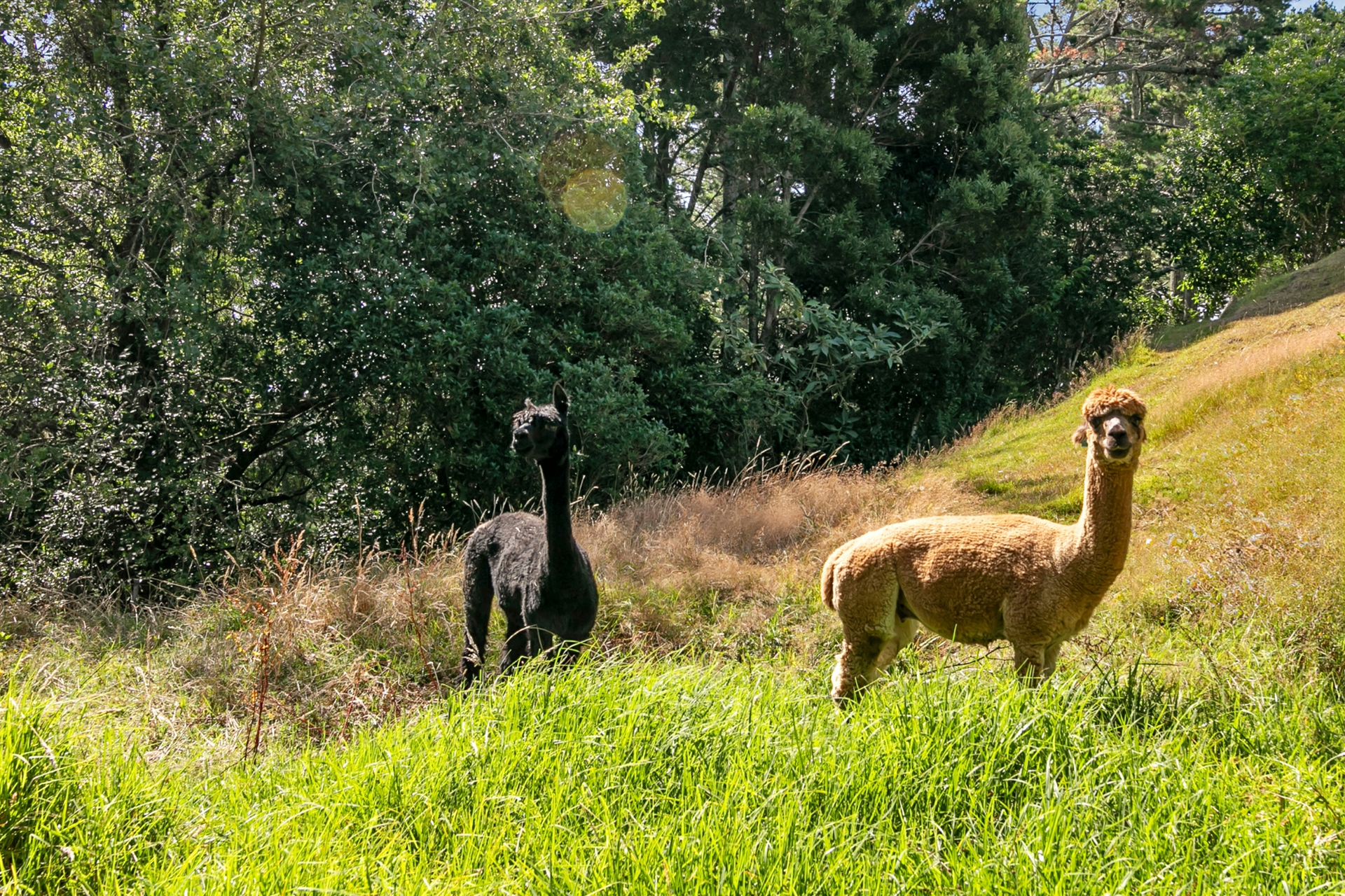 92 Awanui Rise, Ardmore