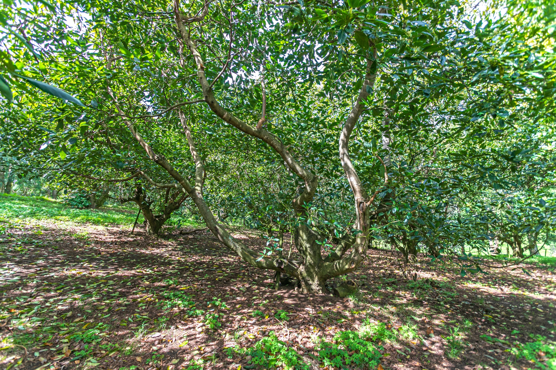 231 Walford Road, Aongatete
