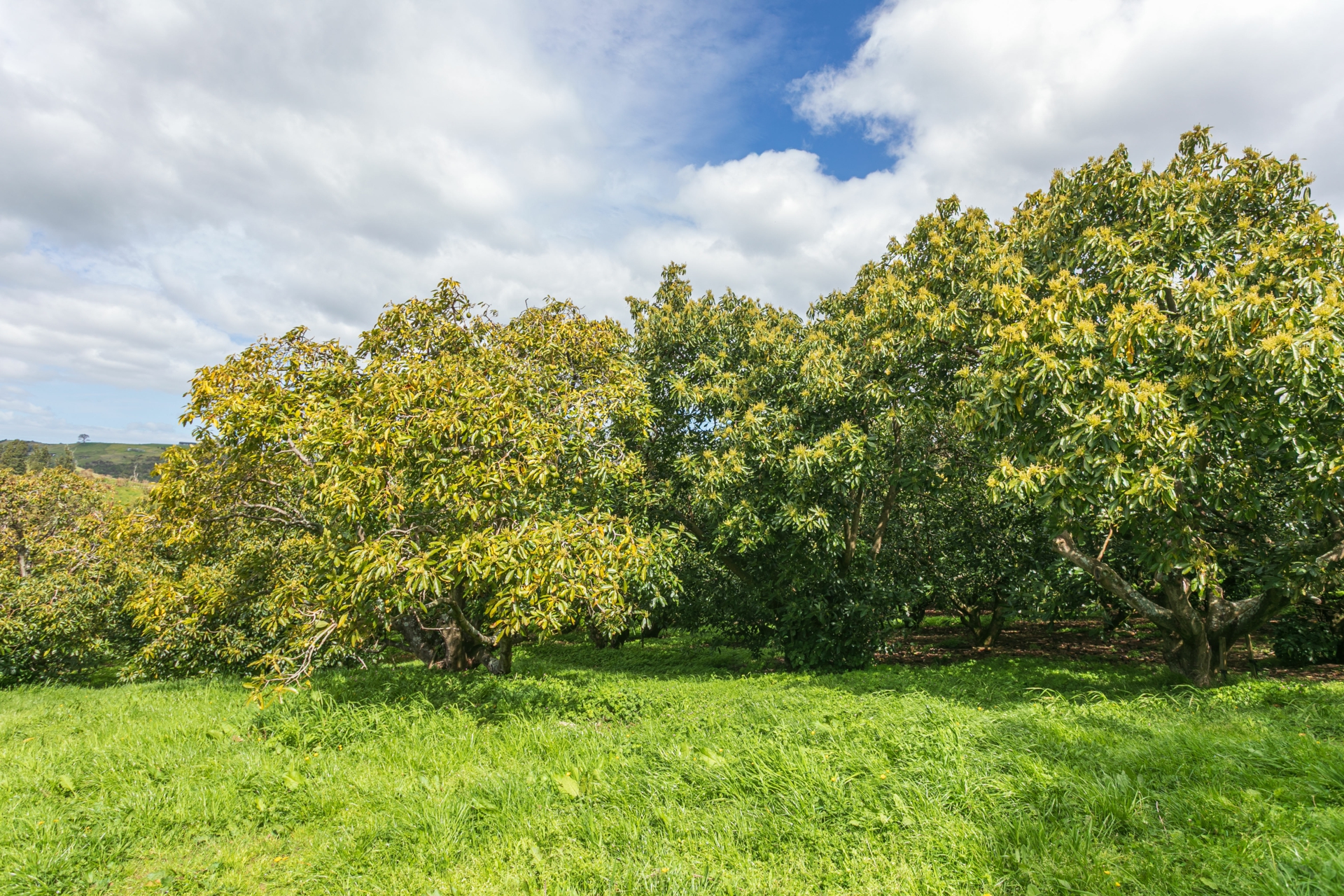 231 Walford Road, Aongatete