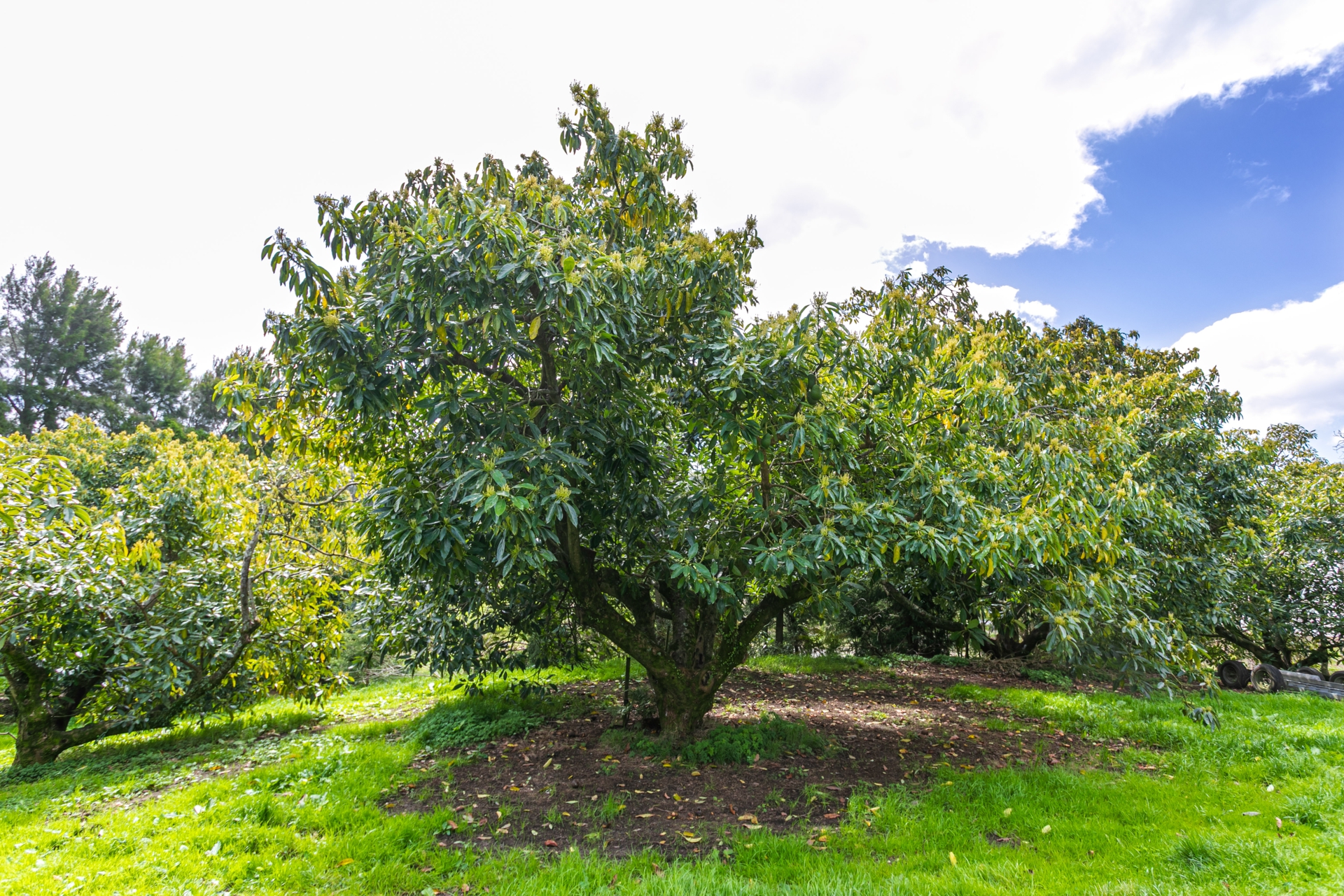 231 Walford Road, Aongatete