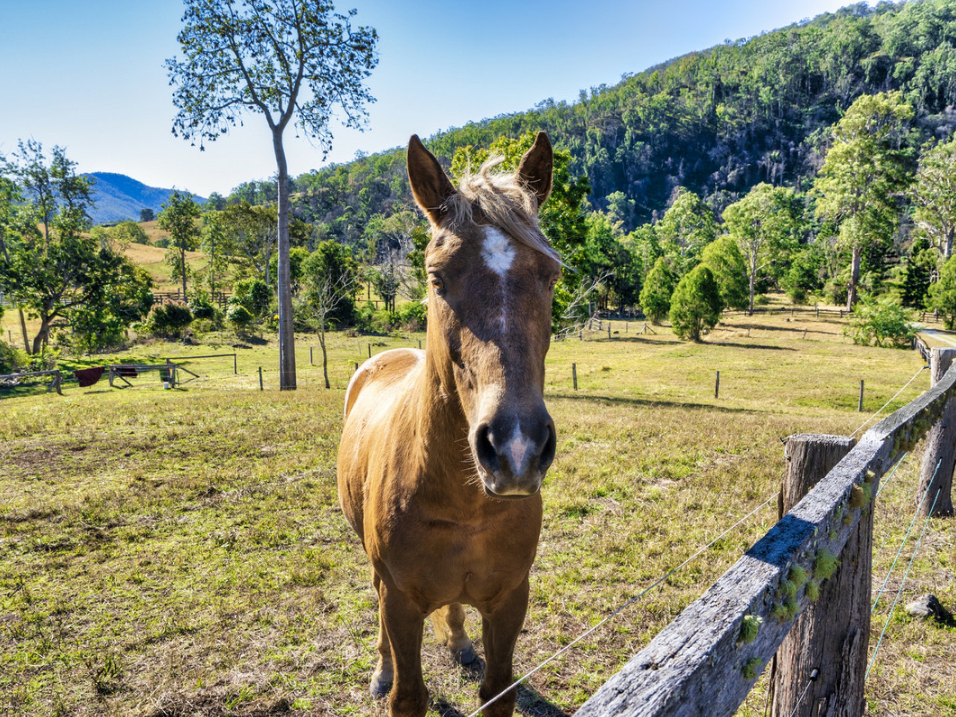 498 Sarabah Road, CANUNGRA