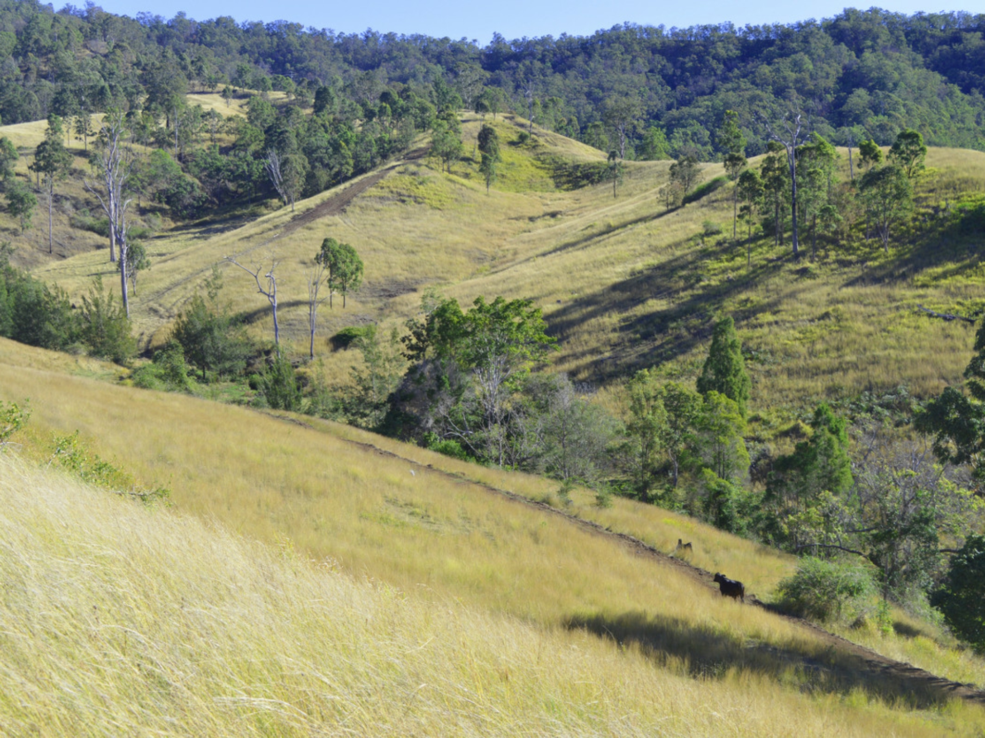 498 Sarabah Road, CANUNGRA