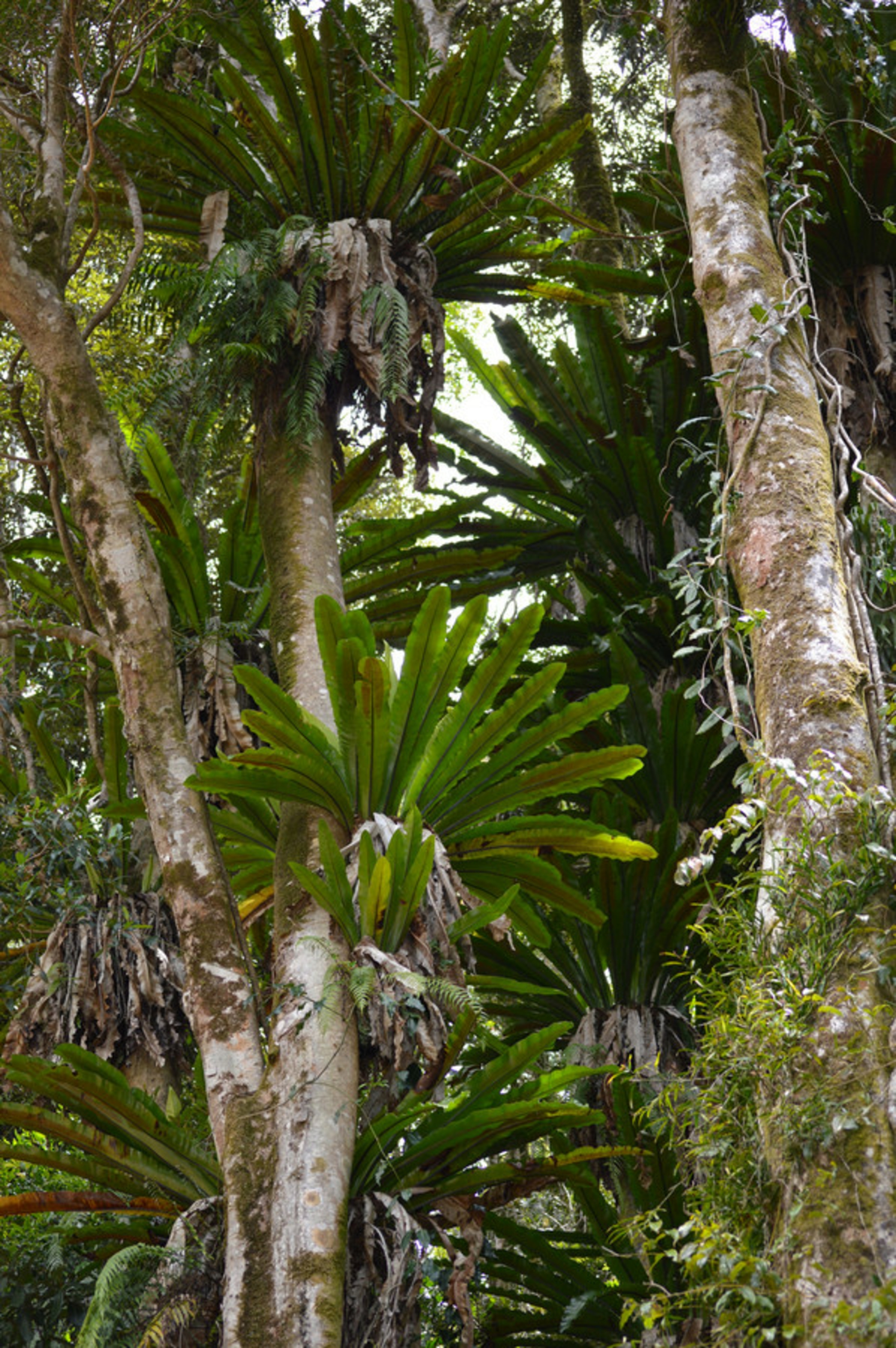 76 Repeater Station Road, SPRINGBROOK