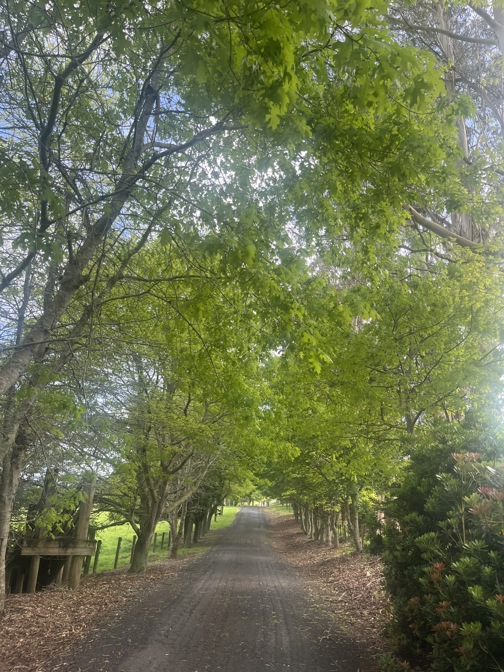 48A Sinclair Road, ARARIMU
