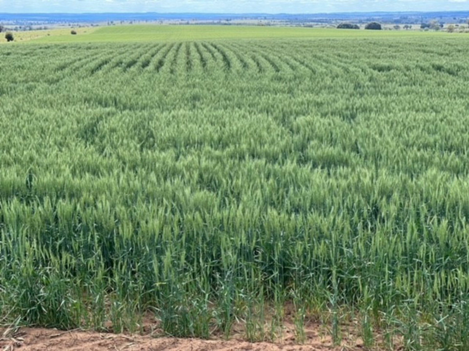 2941 Roma - Taroom Road, ROMA