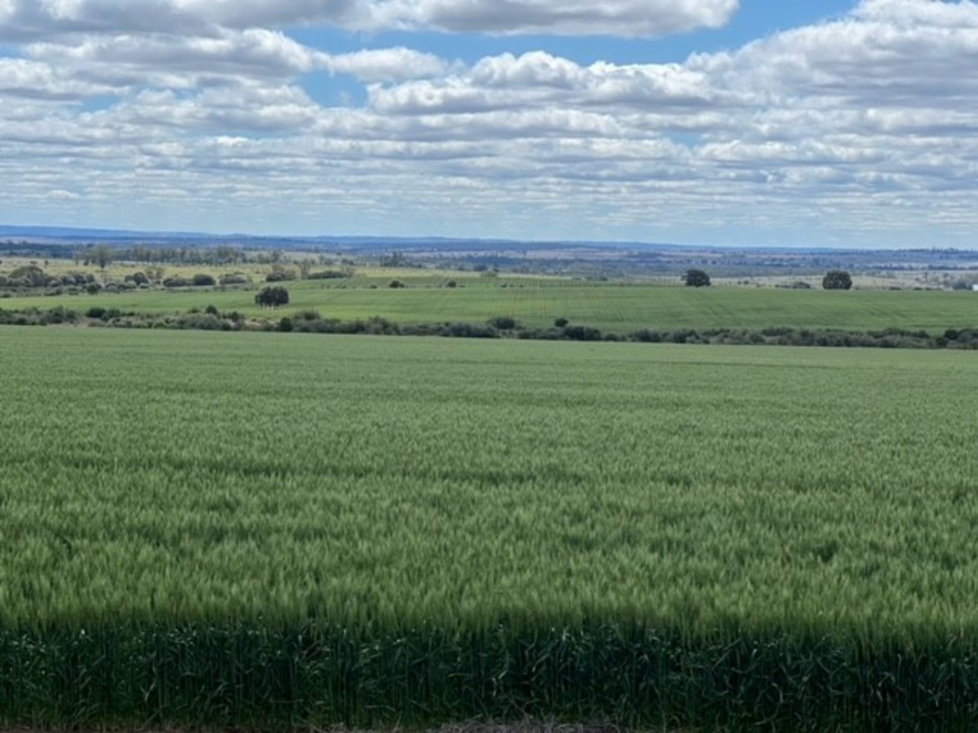 2941 Roma - Taroom Road, ROMA