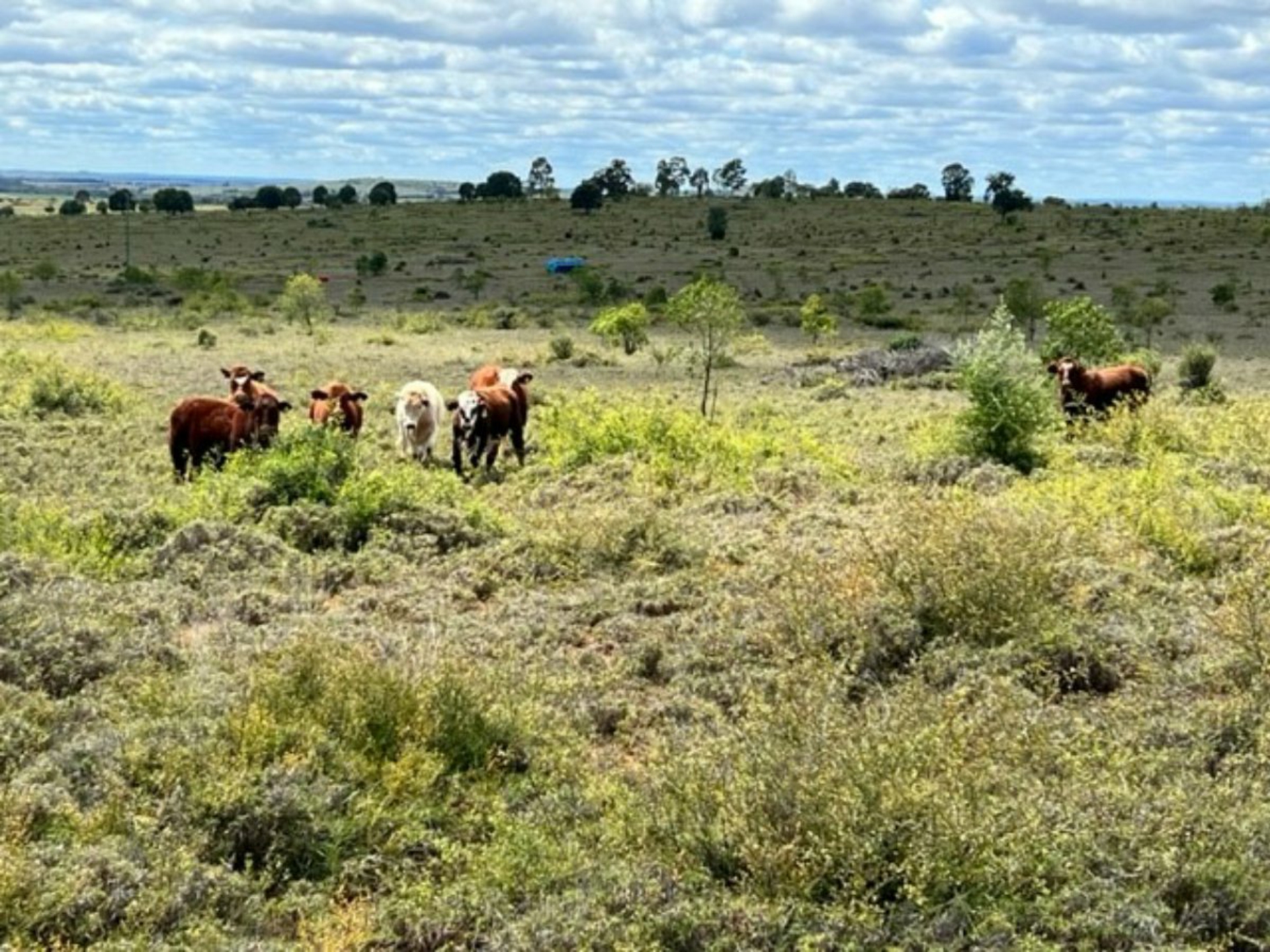 2941 Roma - Taroom Road, ROMA