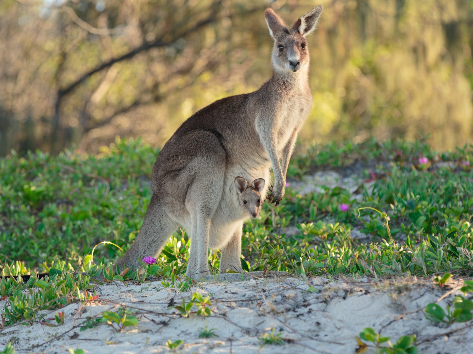 Lot 316 Emilia Close Banksia Beach QLD - Residential for Sale - LJ Hooker