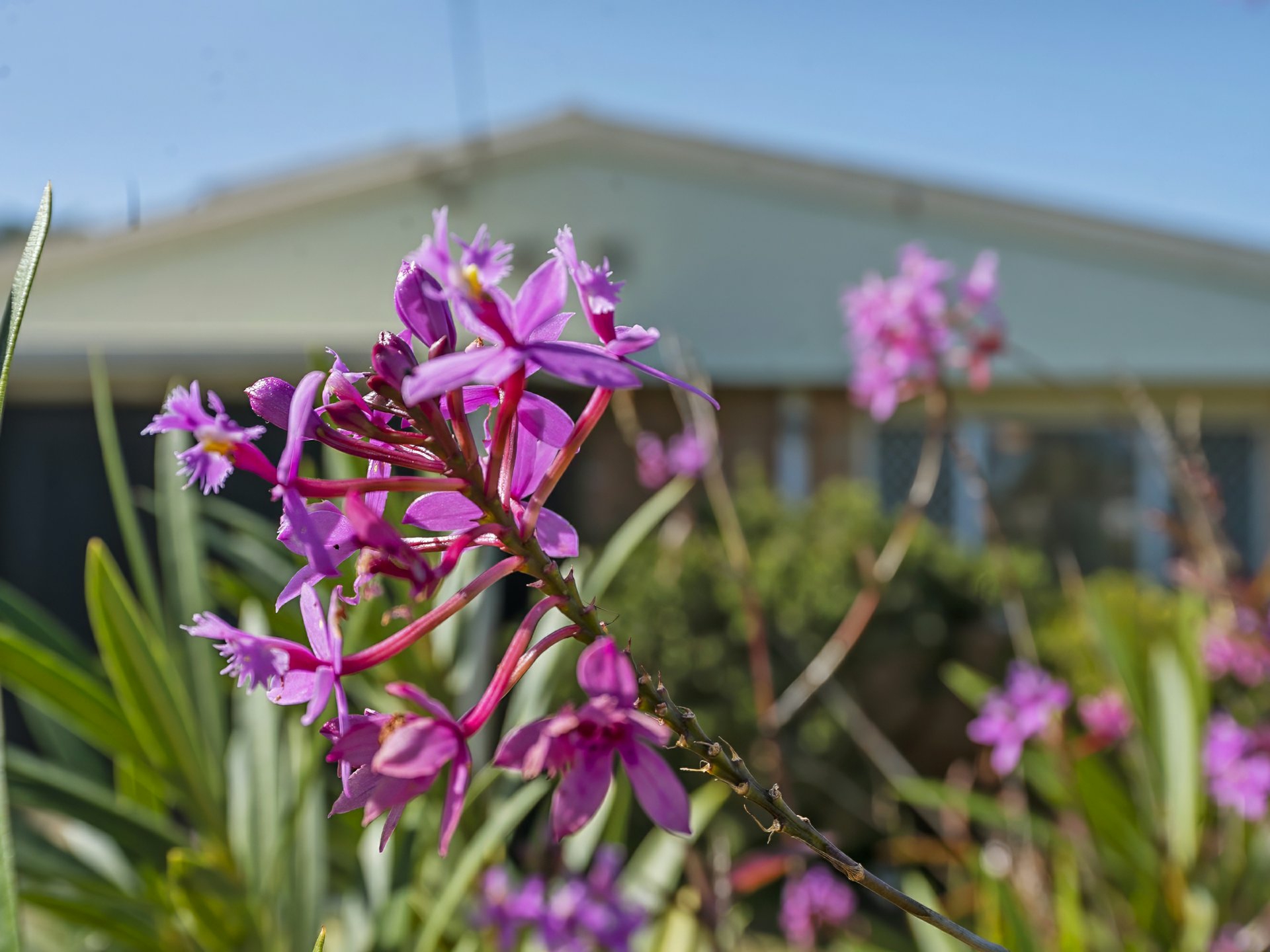 13 Orchid Street — photo 6 of 25