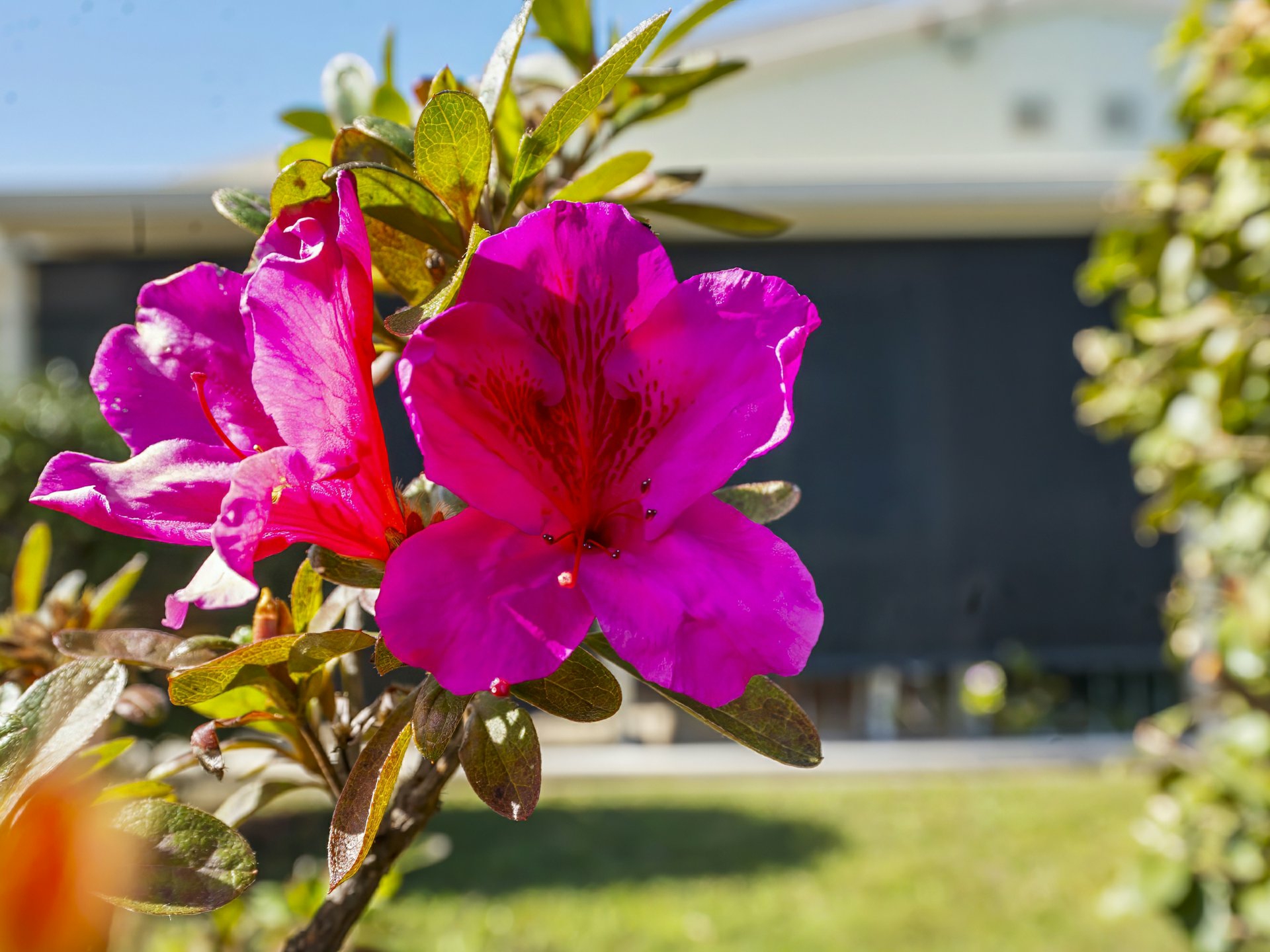 13 Orchid Street — photo 25 of 25
