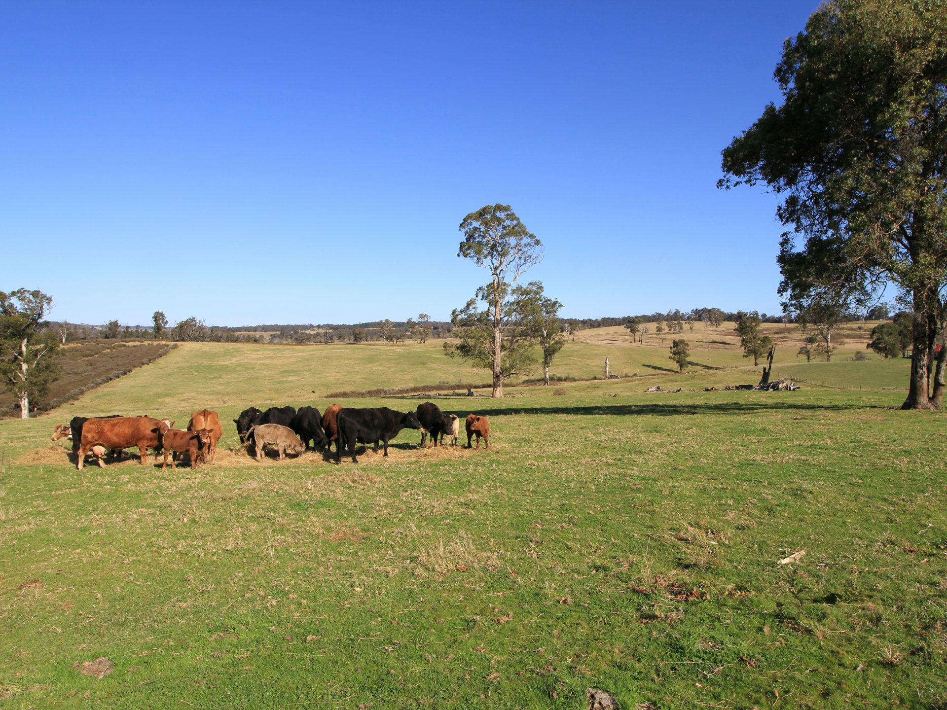 1738 Great Alpine Road Sarsfield VIC Farmlet for Sale LJ Hooker