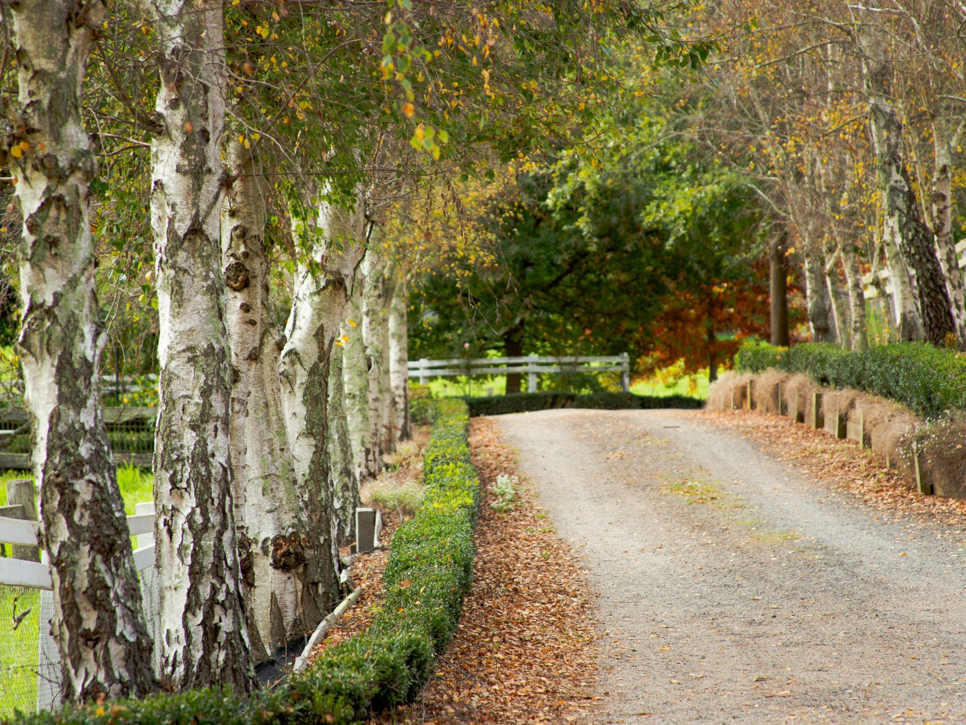 453 Buchan-Orbost Road, BETE BOLONG
