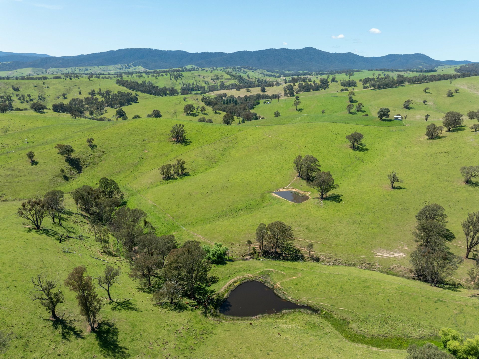 244 Buchan Ensay Road, REEDY FLAT