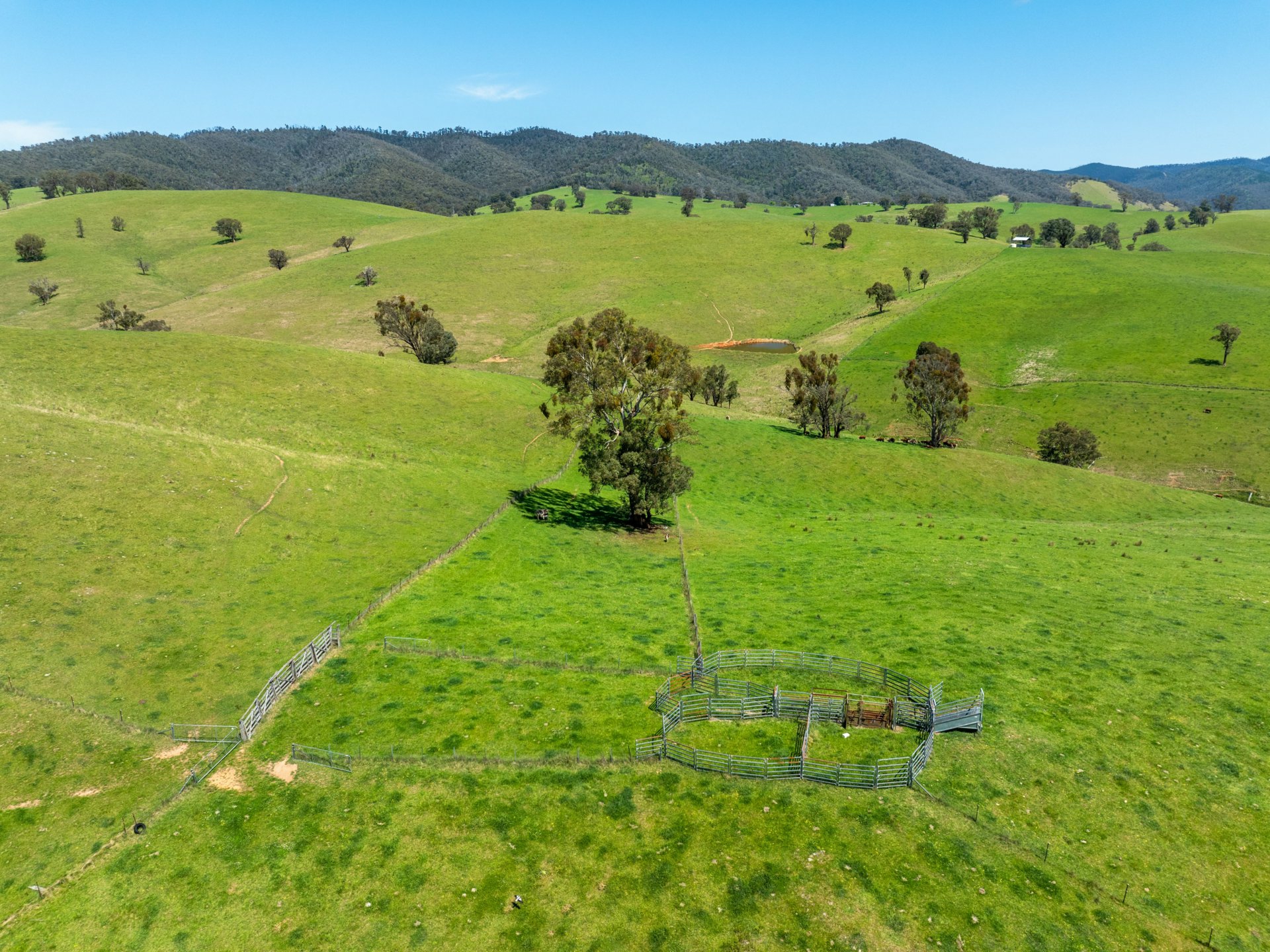 244 Buchan Ensay Road, REEDY FLAT
