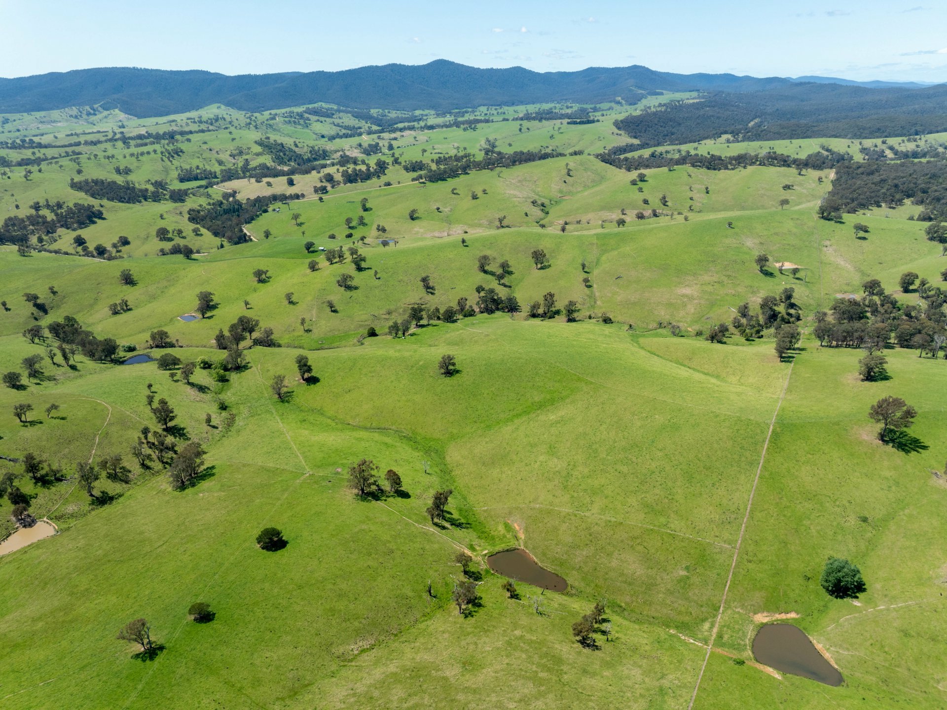 244 Buchan Ensay Road, REEDY FLAT