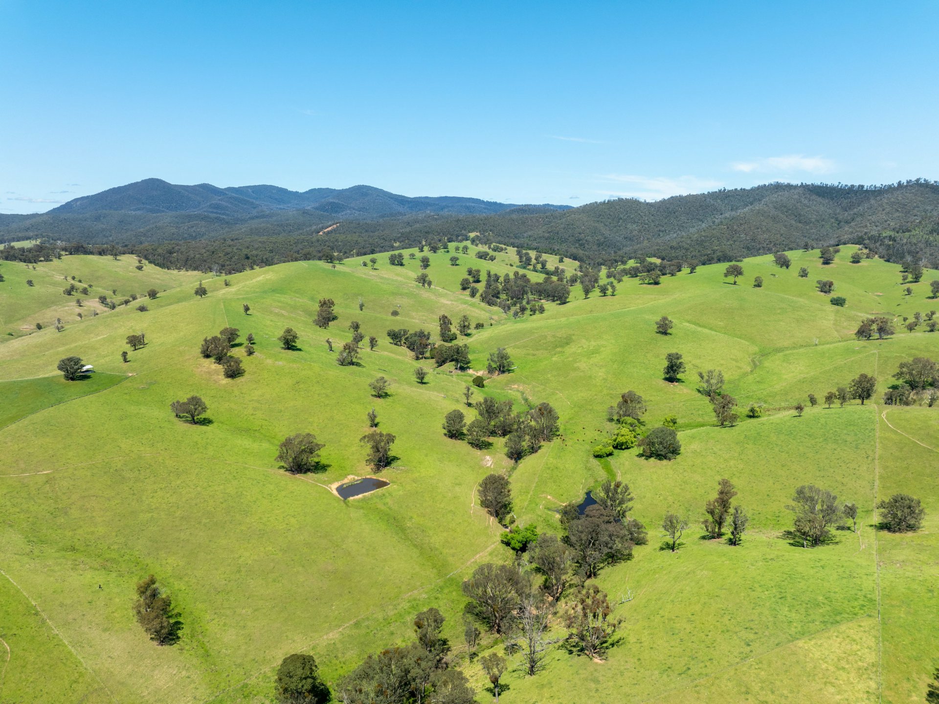 244 Buchan Ensay Road, REEDY FLAT