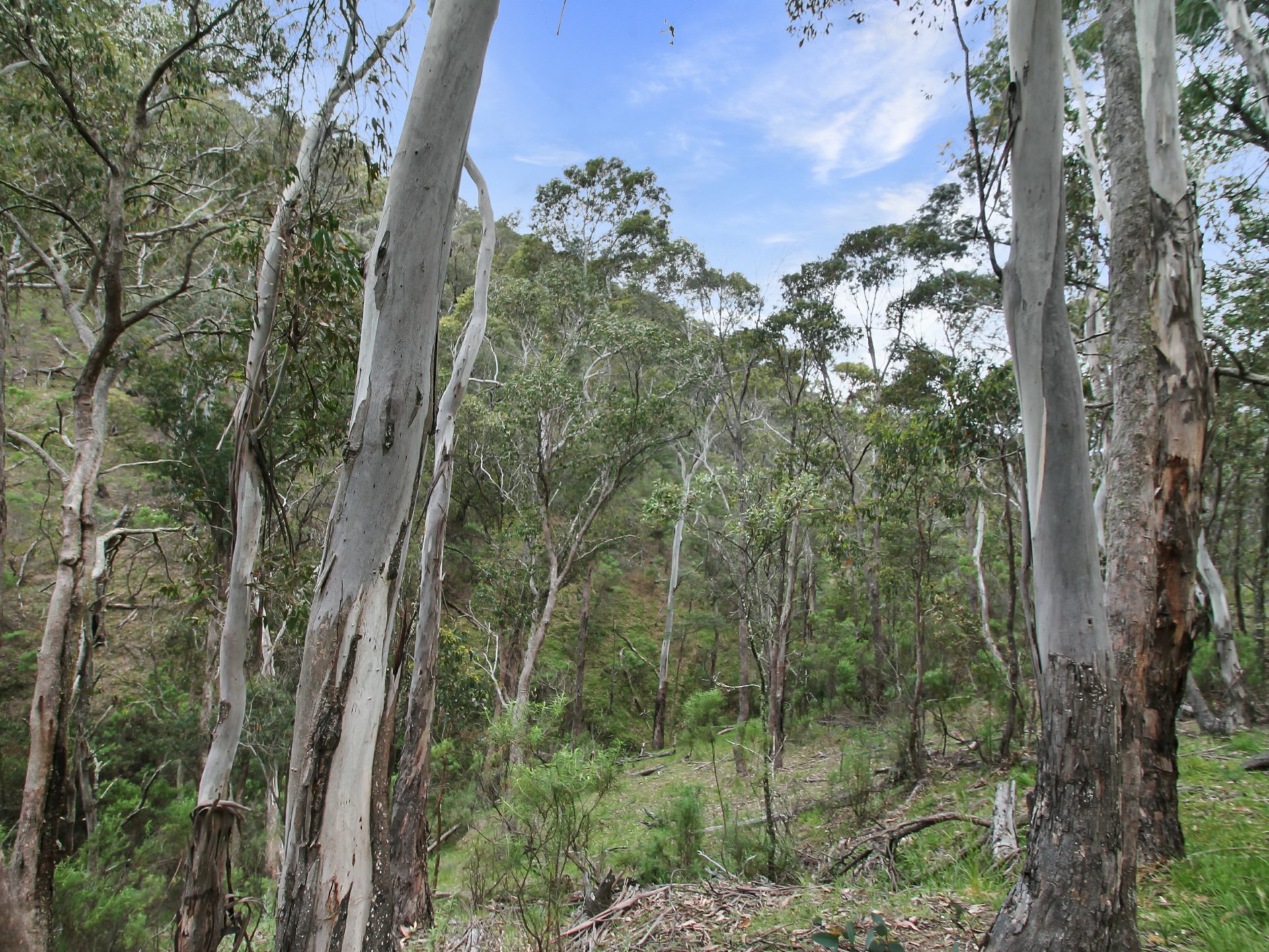 4 Mount Gingee Munji Track — photo 5 of 20