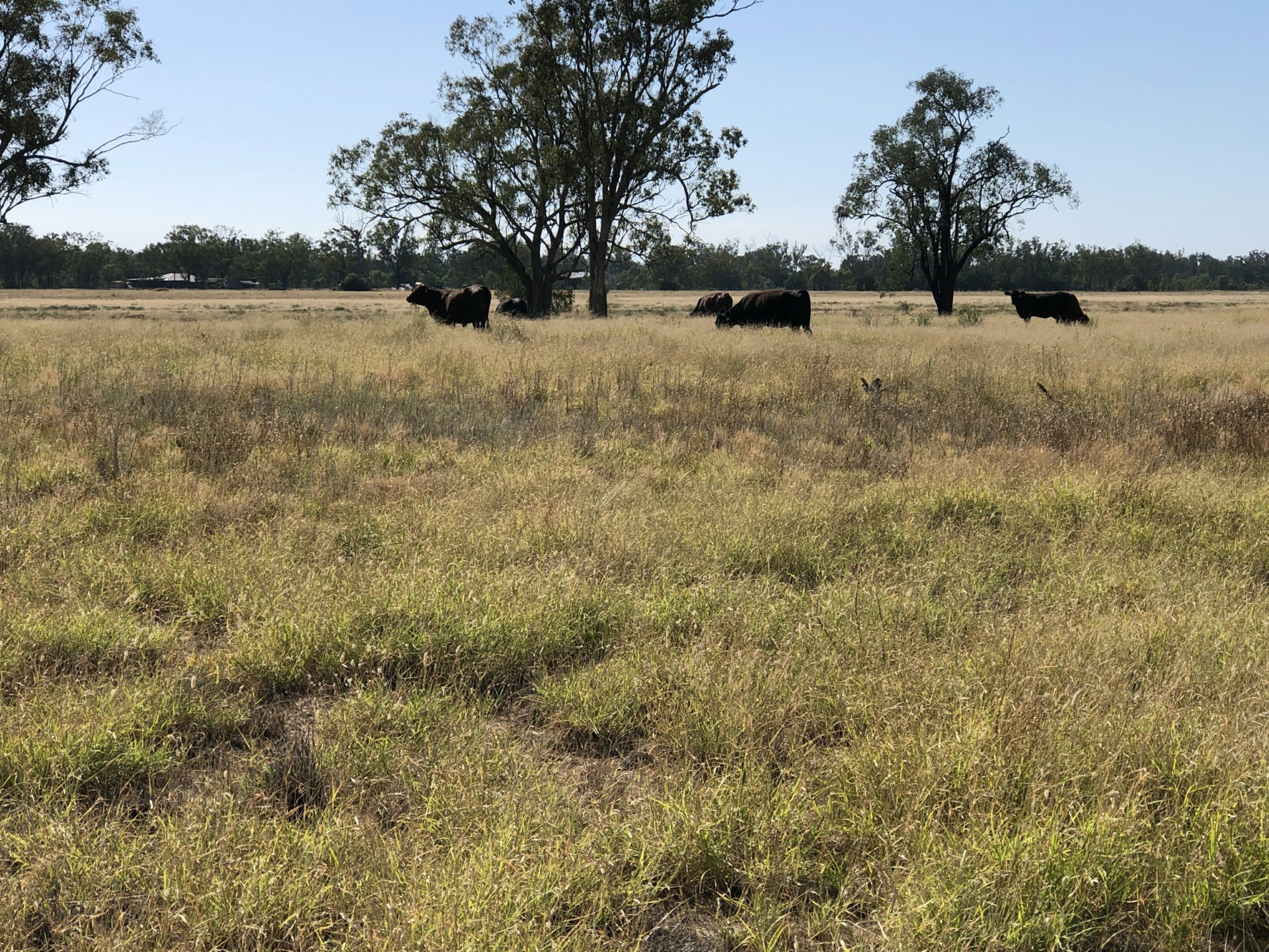 2029 Goodar Rd, GOONDIWINDI