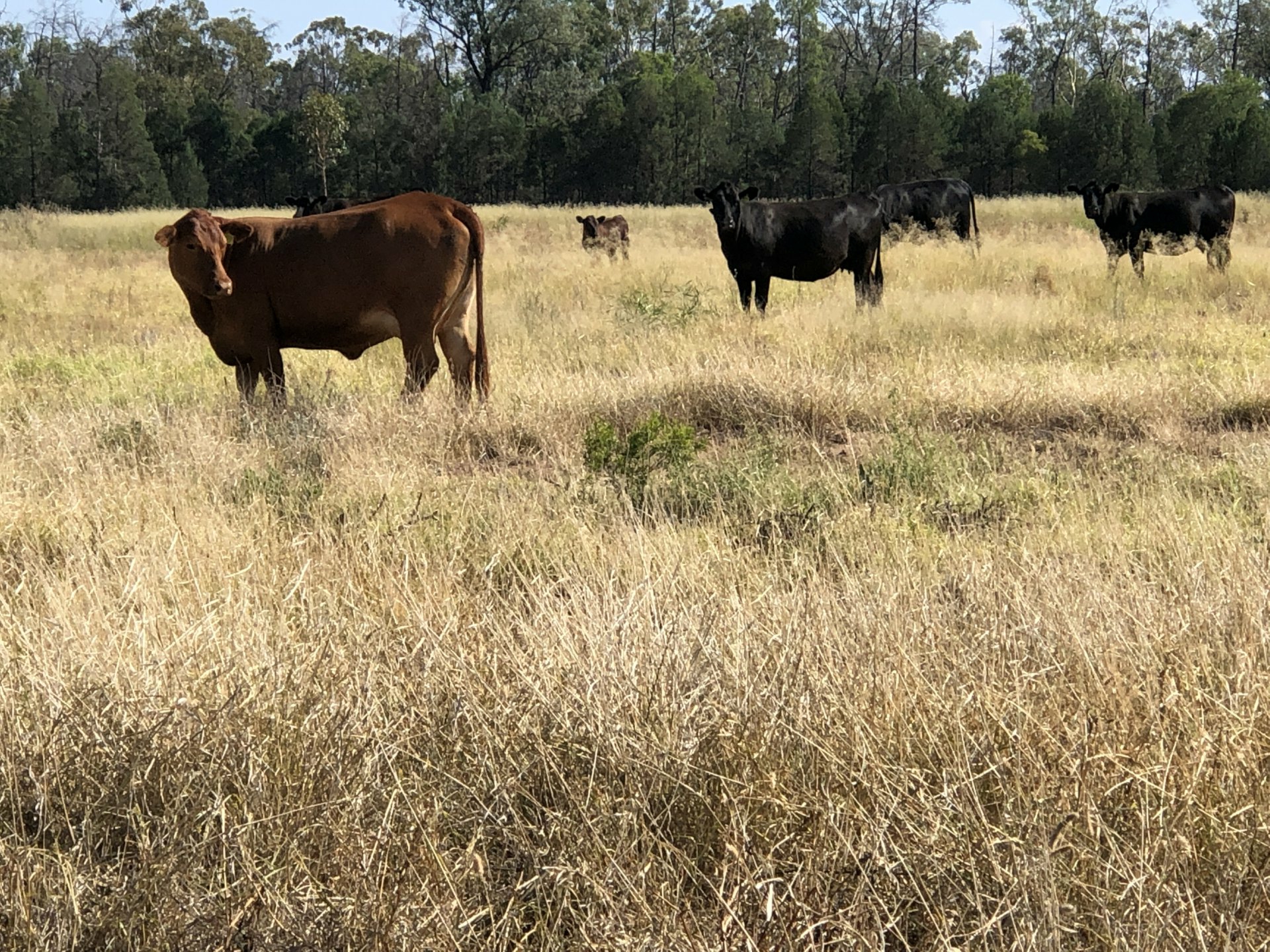 2029 Goodar Rd, GOONDIWINDI