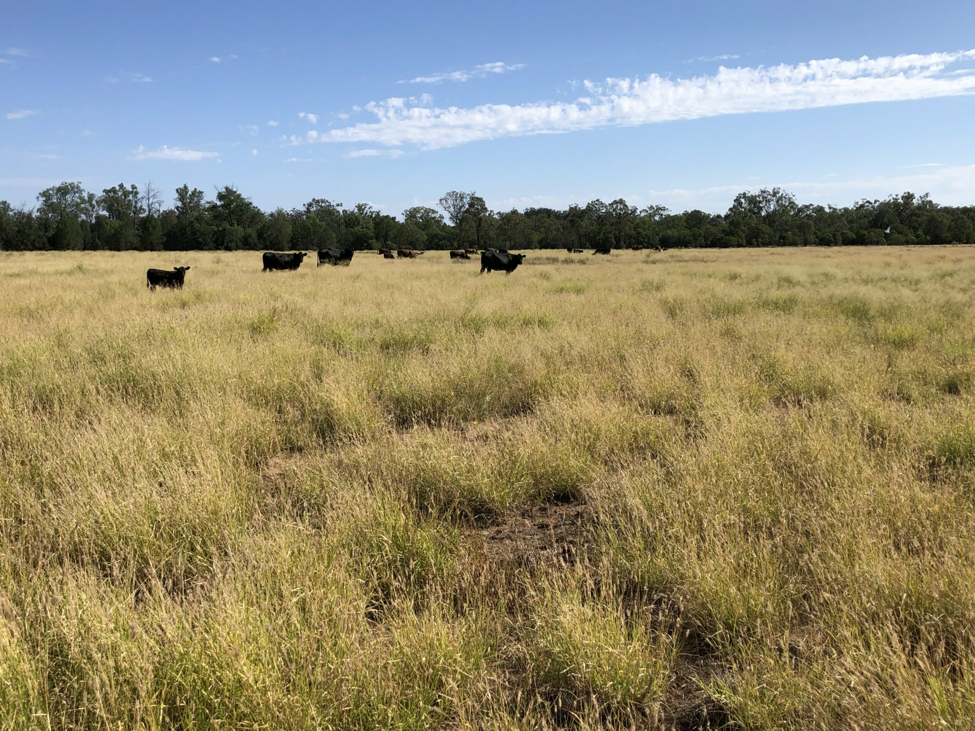 2029 Goodar Rd, GOONDIWINDI
