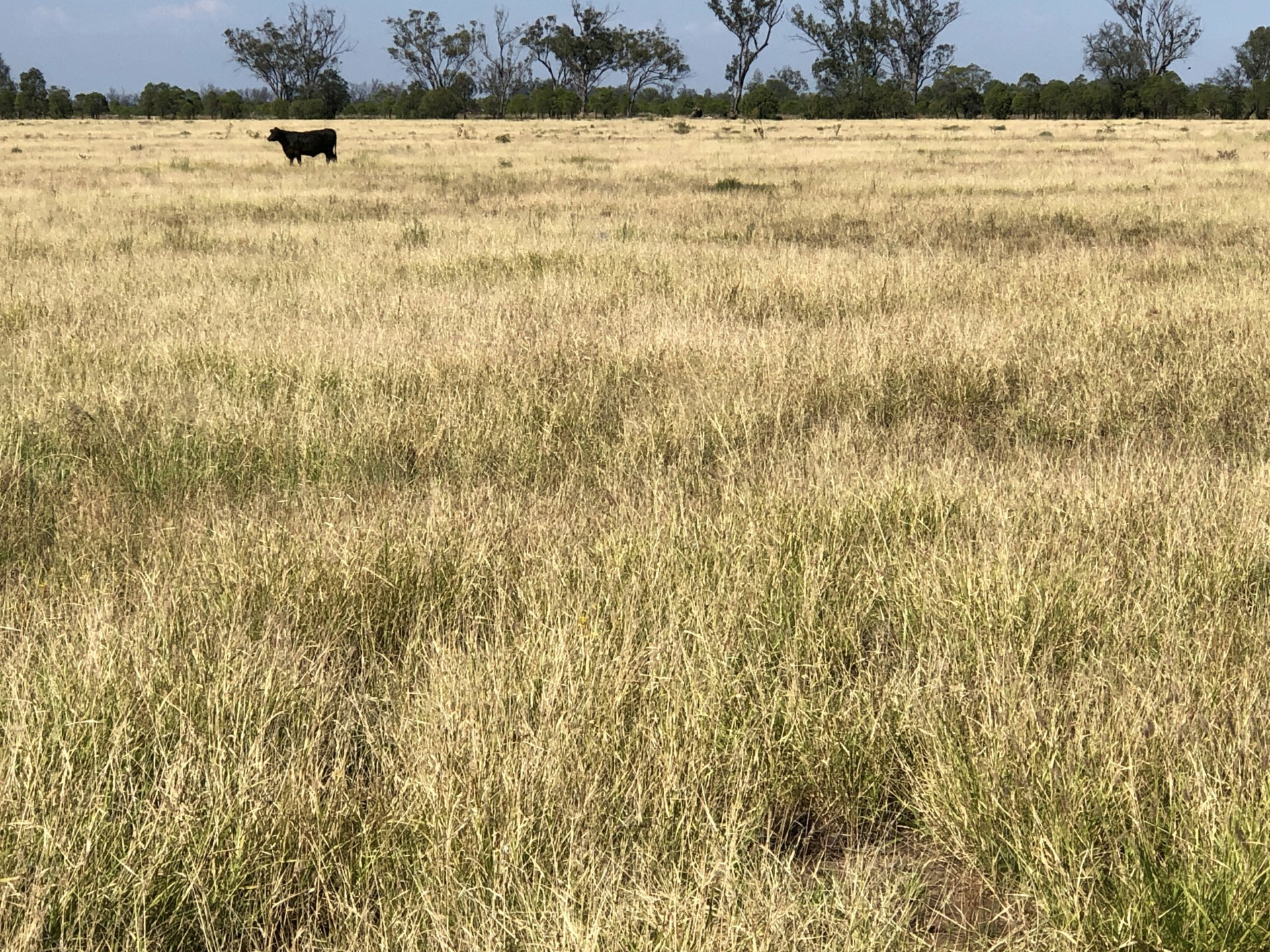 2029 Goodar Rd, GOONDIWINDI