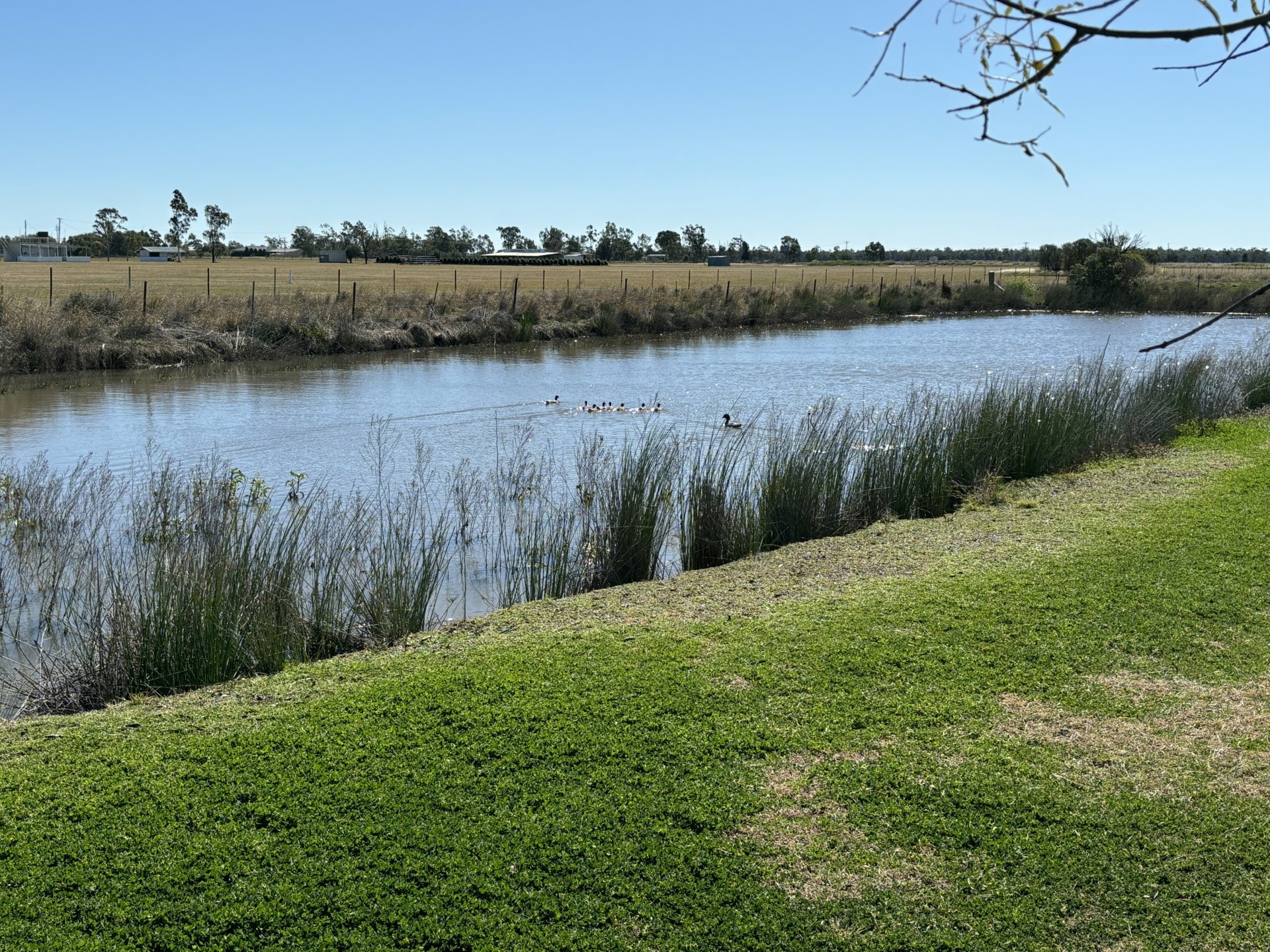 52 Polo Rd, GOONDIWINDI