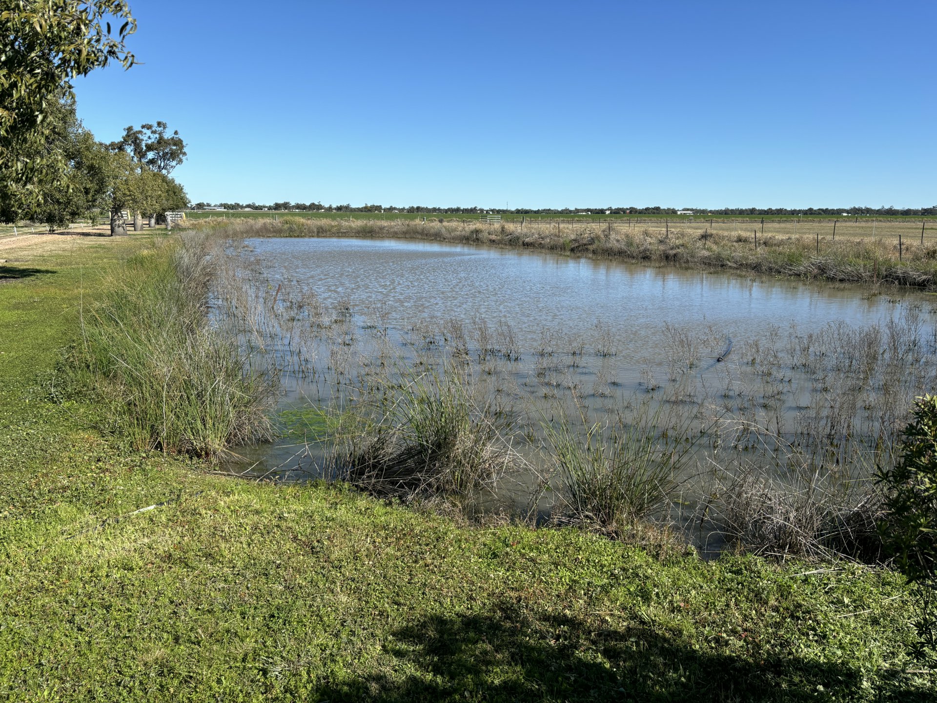52 Polo Rd, GOONDIWINDI
