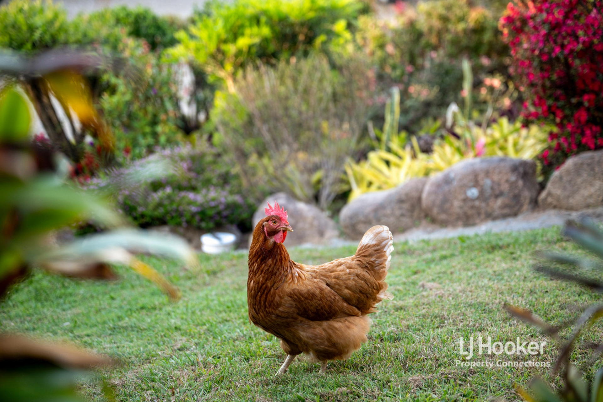 8 Sarah Court, Eatons Hill