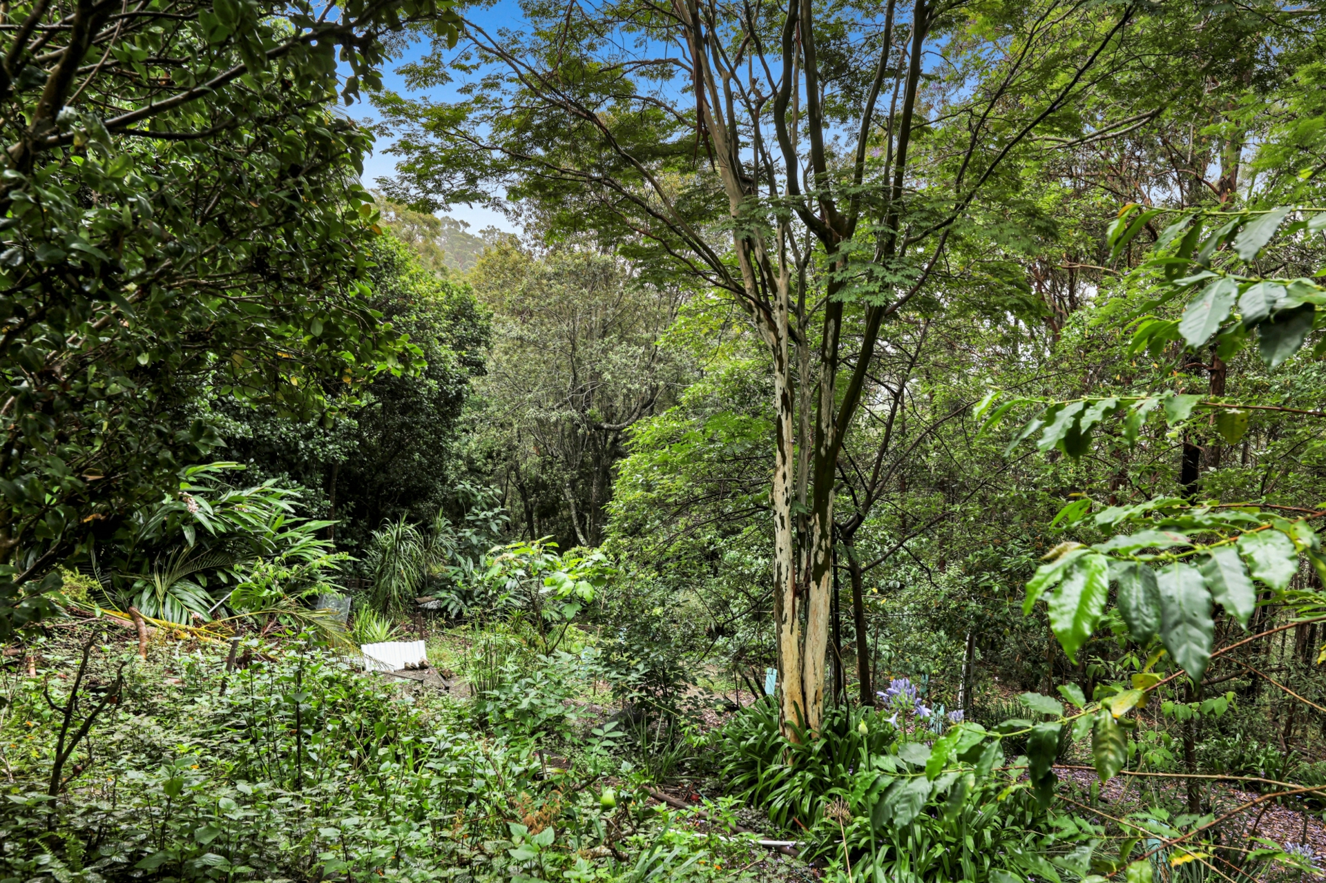 14 Salvia Drive, TAMBORINE MOUNTAIN