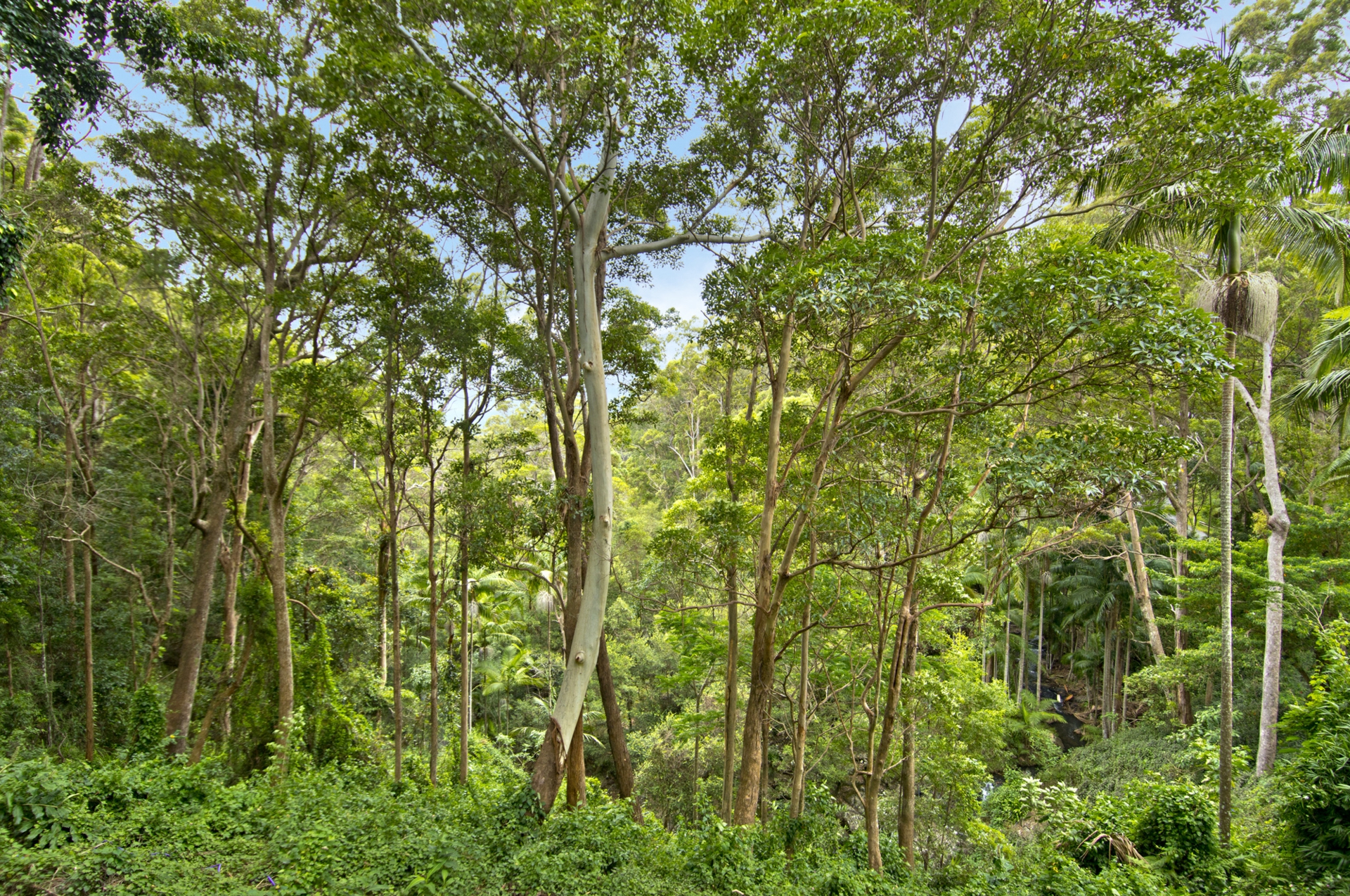 33 Kinabalu Drive, TAMBORINE MOUNTAIN